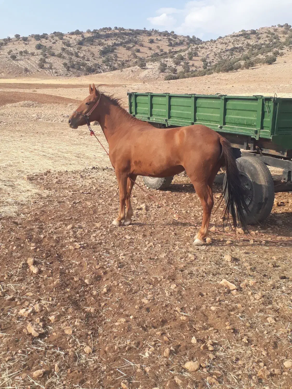 مادیان کورد ۴ساله|اسب و تجهیزات اسبسواری|سرپل ذهاب, |دیوار