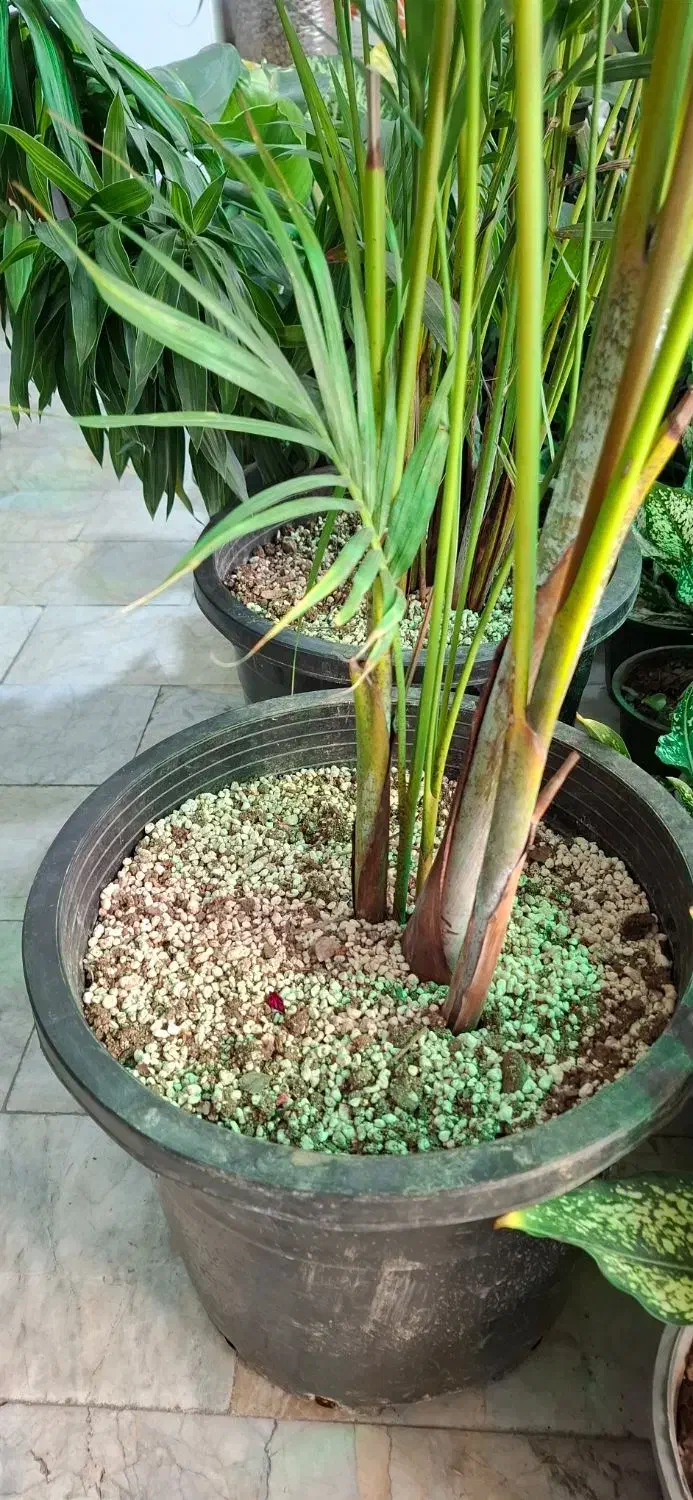 نخل اریکا|گل و گیاه طبیعی|تهران, دهقان|دیوار