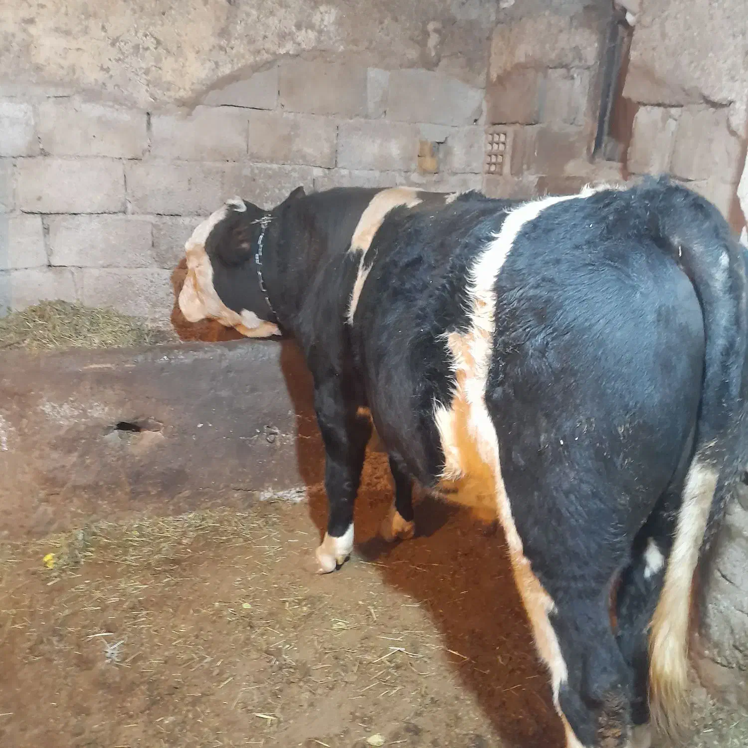 گاو نر|حیوانات مزرعه|ورزقان, |دیوار