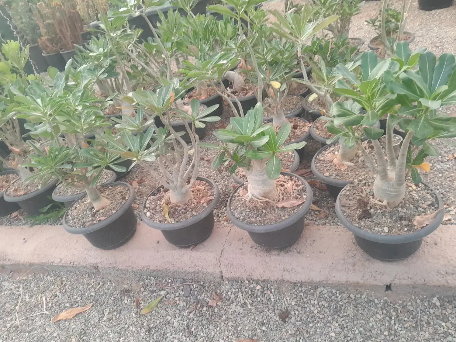 گلوگیاه طبیعی|گل و گیاه طبیعی|قزوین, |دیوار