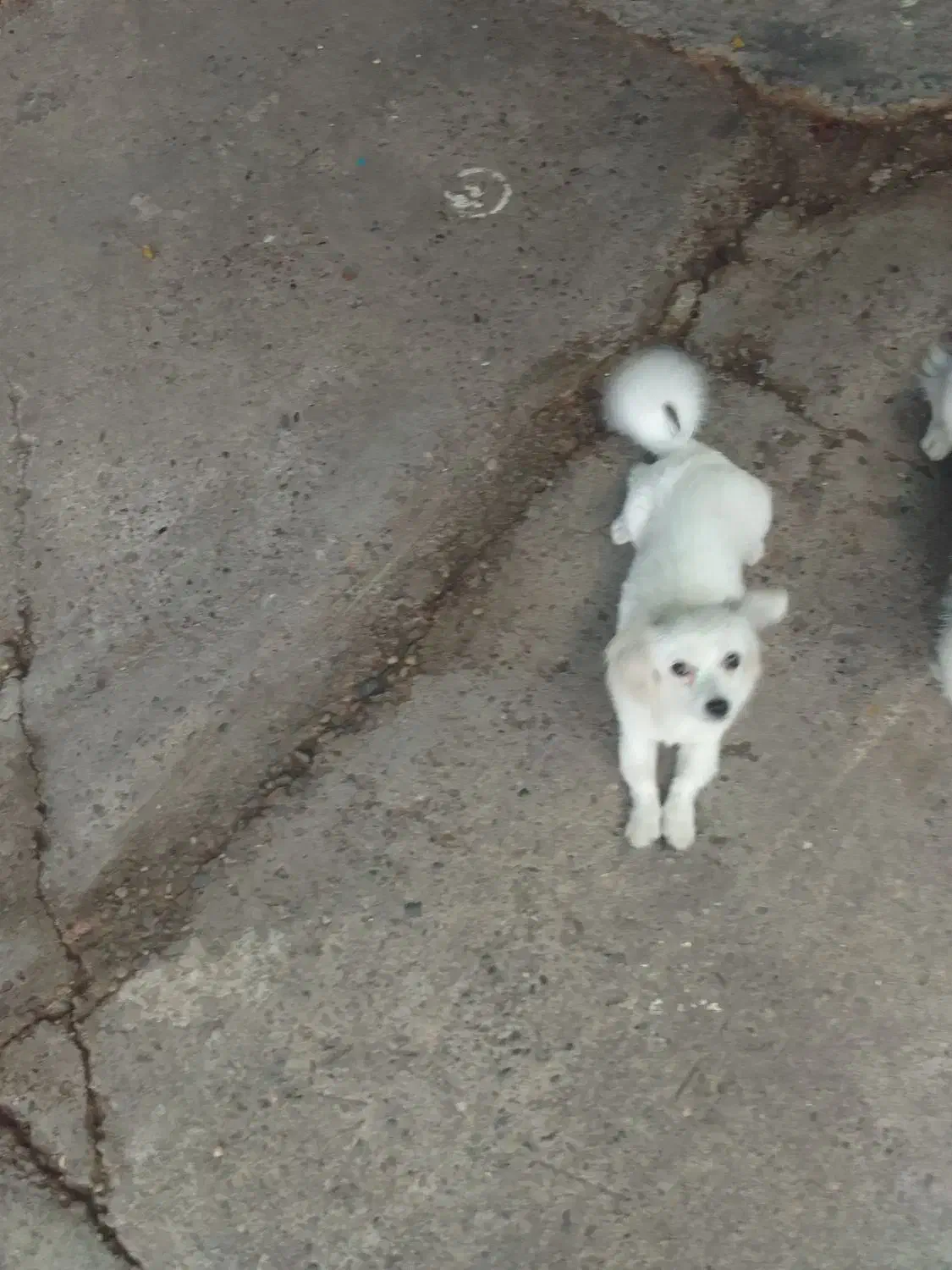 سگ نژاداشپیتس|سگ|رشت, جانبازان|دیوار