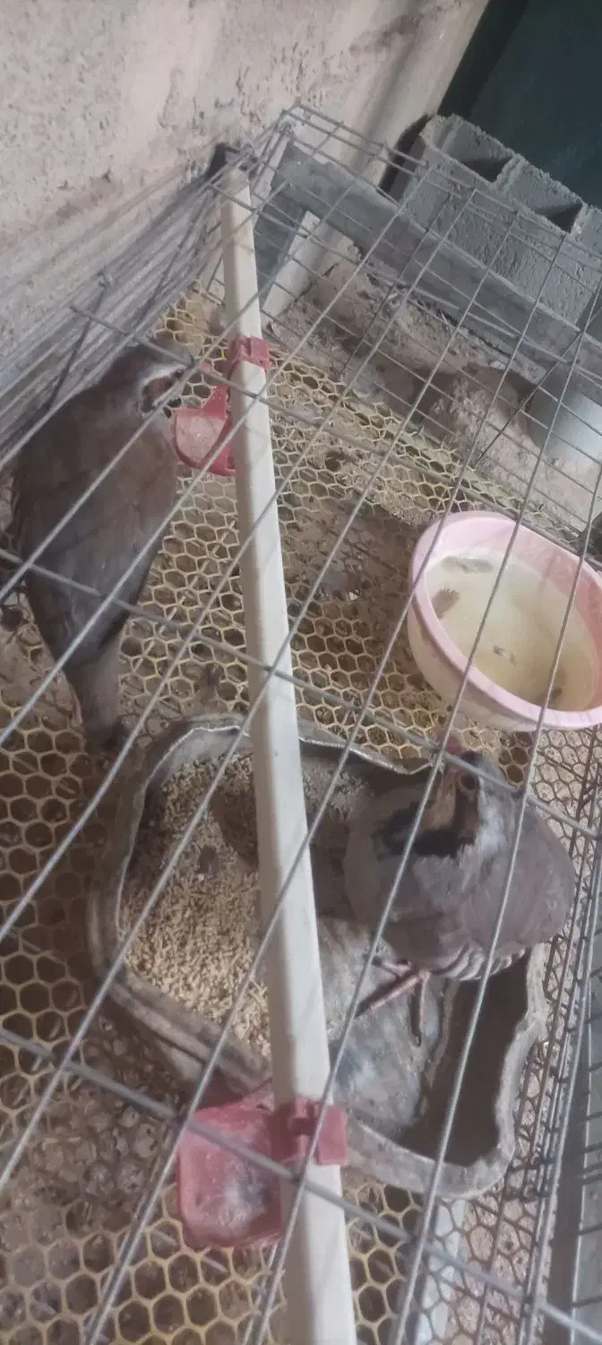 بلدرچین|پرنده|سیب و سوران, |دیوار