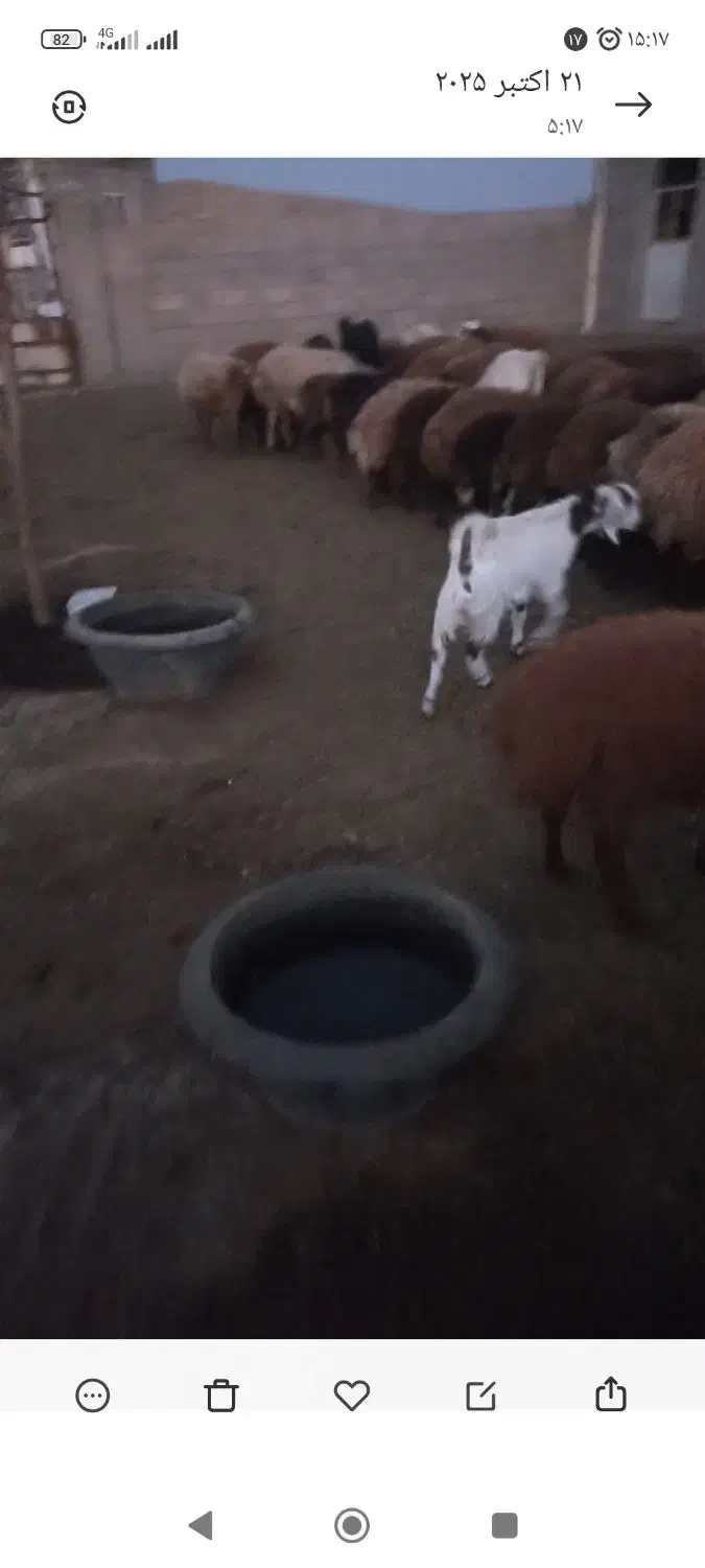 فروش بره نر ماده بزغاله|حیوانات مزرعه|ملکآباد, |دیوار