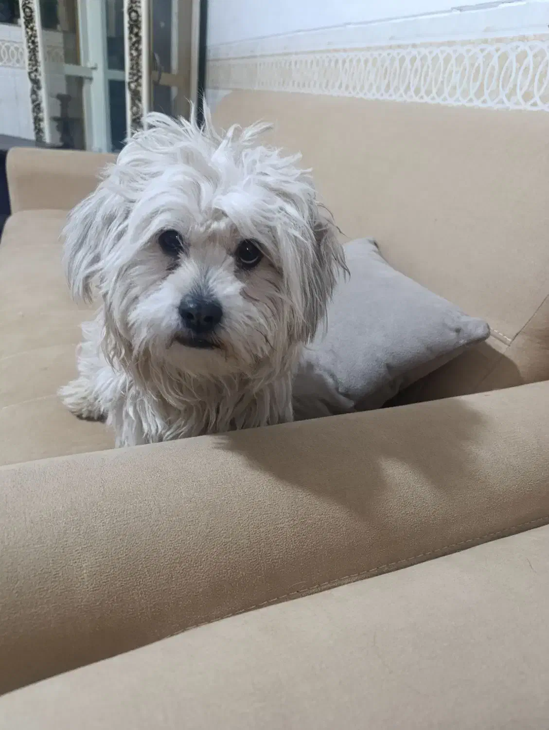 نژاد شیتزو تریر مهربون واروم|سگ|کرمان, |دیوار