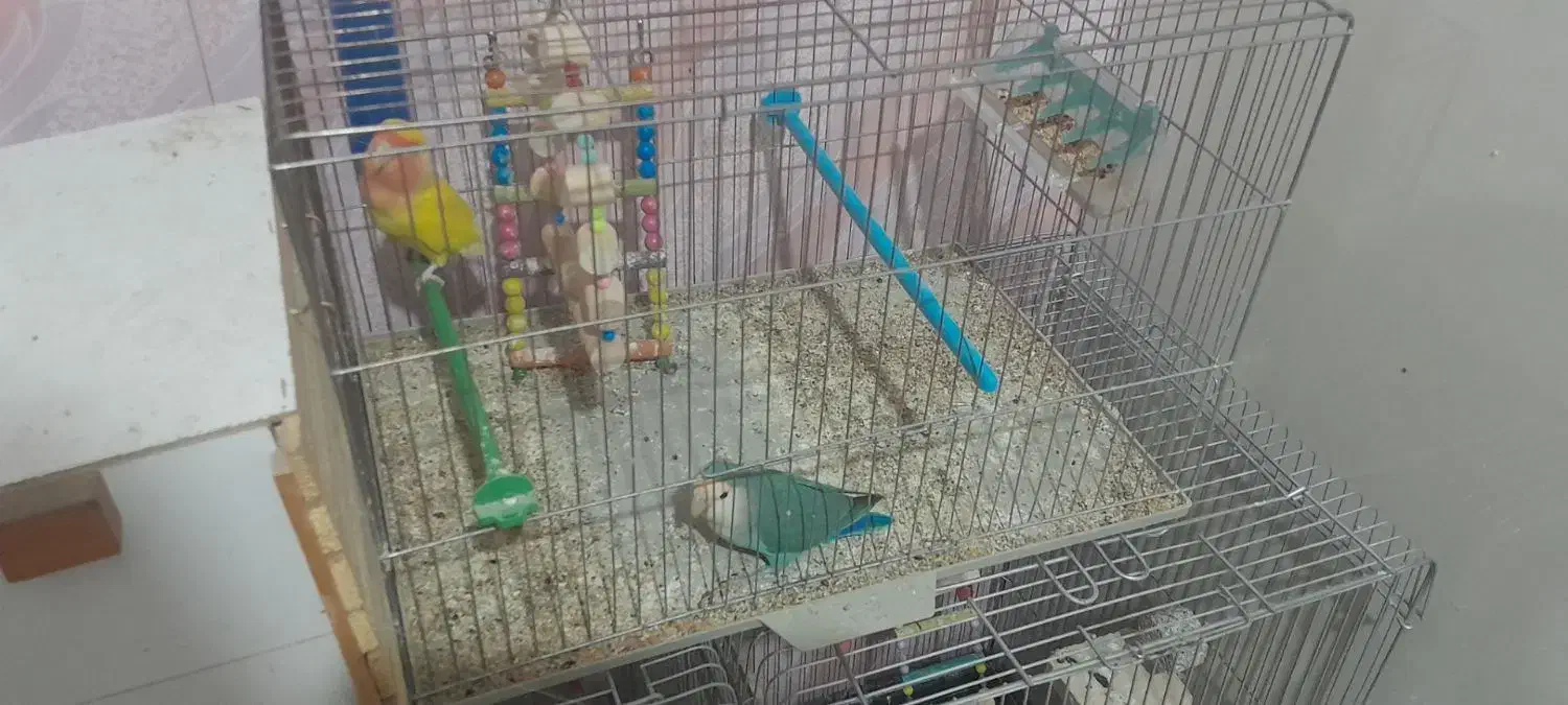 پرنده عروس و برزیلی|پرنده|لالجین, |دیوار