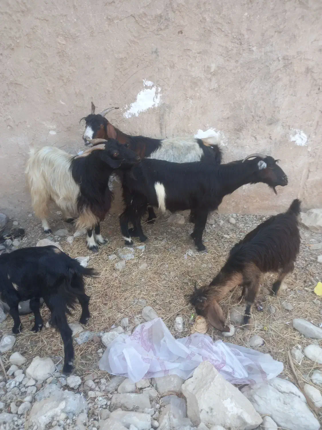 دوتا بز کهره دار و دوباره ابسن|حیوانات مزرعه|خورموج, |دیوار