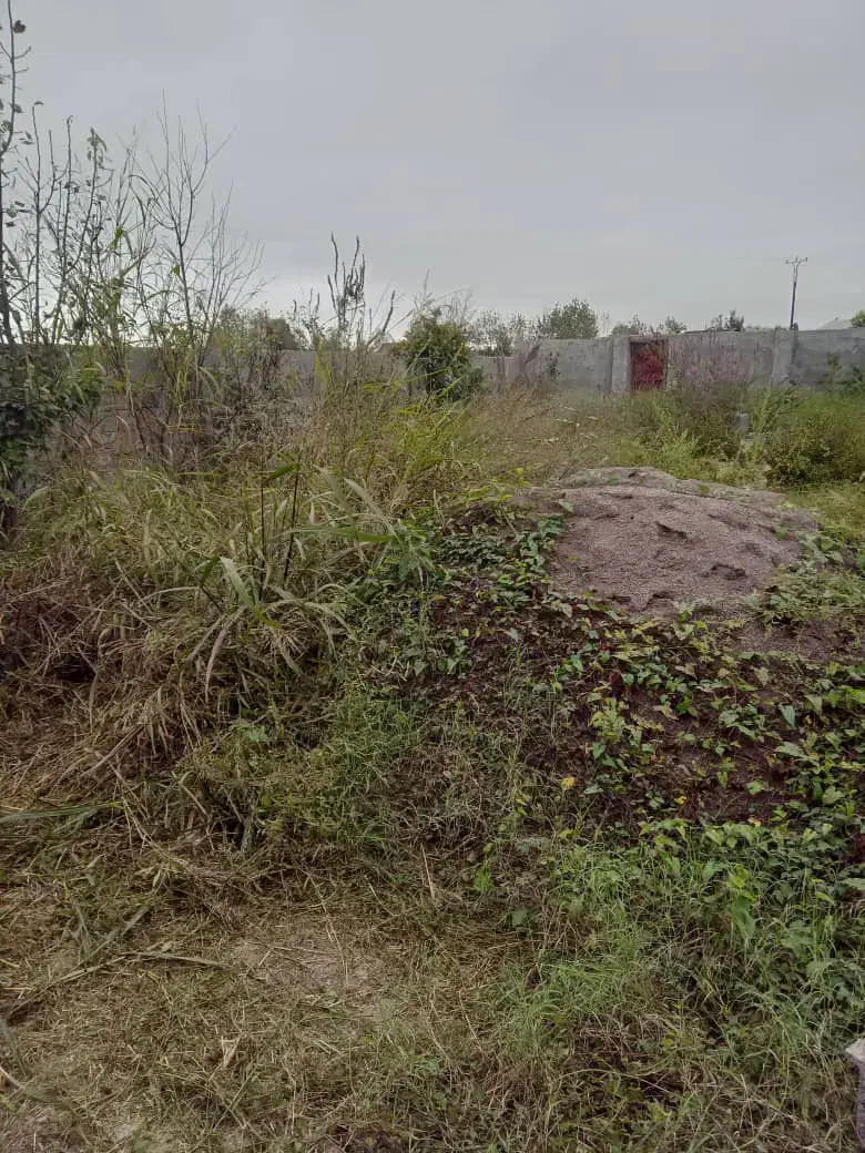 علف زنی انواع زمین باغ و ویلا|خدمات باغبانی و درختکاری|رشت, رودباری|دیوار