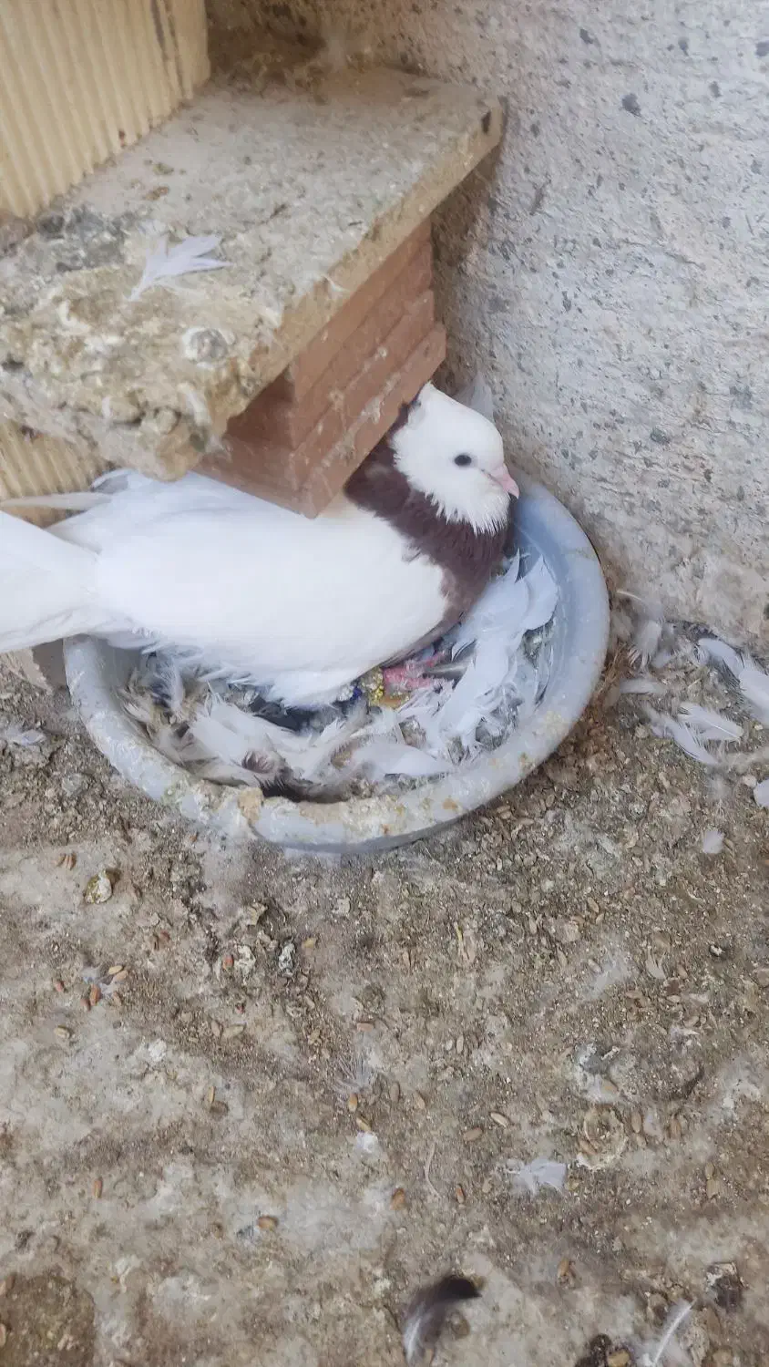 طوقی مولد|پرنده|بندرعباس, |دیوار