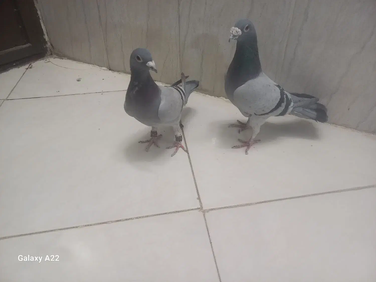 کفتر|پرنده|مشهد, موعود|دیوار