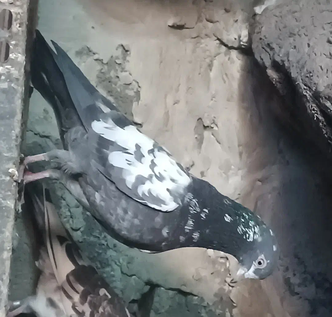 فروش یک جفت کبوتر کمانگر با یک نر چینا|پرنده|ایرانشهر, |دیوار