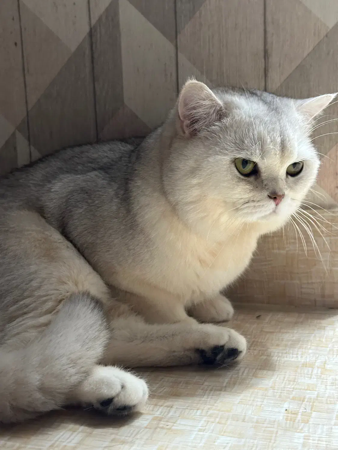 جفت گیری گربه نر|گربه|بندر انزلی, سپه|دیوار