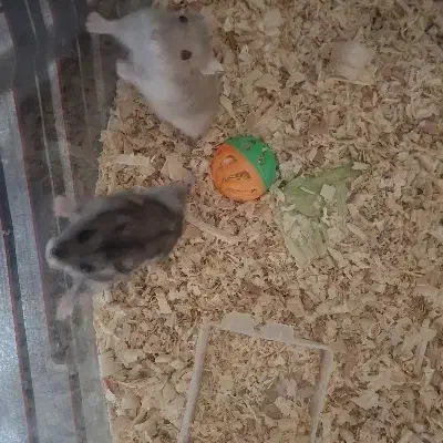 همستر‌جفت|موش و خرگوش|کرج, کرج نو|دیوار