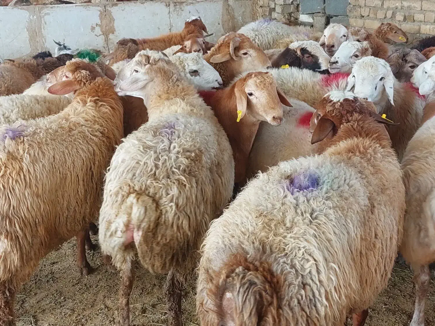 وزن حضور مشتری باسکول دقیق زیرنظربازراس|حیوانات مزرعه|مشهد, کشاورز|دیوار