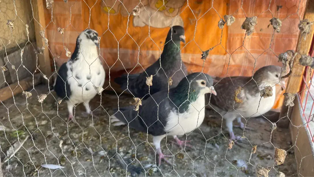 چهار عدد پرشی گرفتی نر|پرنده|سبزوار, توحیدشهر|دیوار