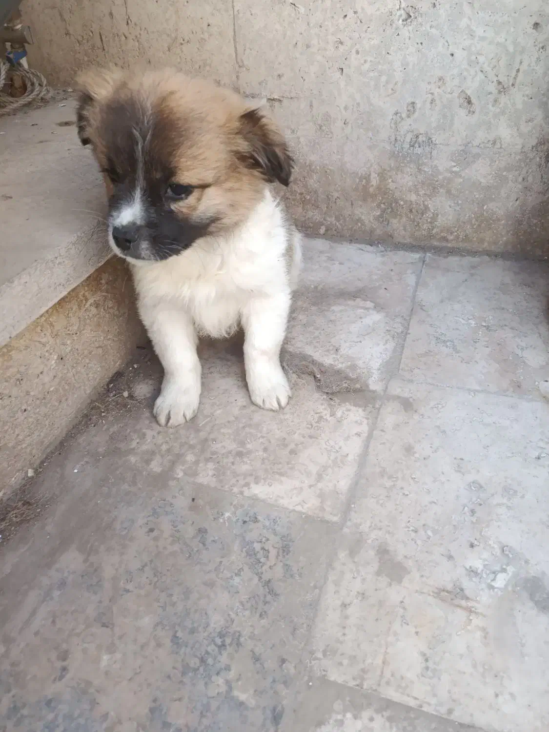 واگزاری زمبه|سگ|قم, انسجام|دیوار