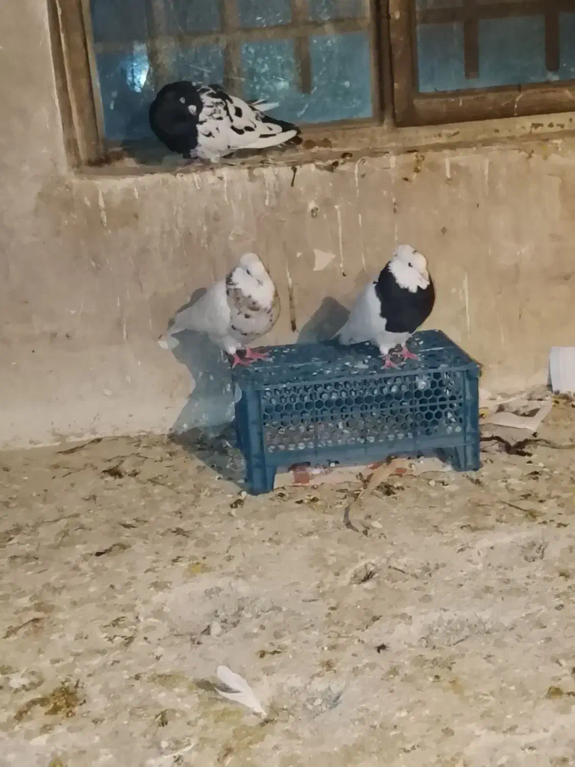 کبوتر|پرنده|شیروان (خراسان), |دیوار