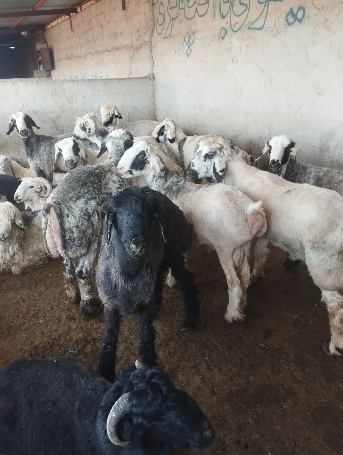 بره پرواری|حیوانات مزرعه|مرودشت, فیروزی|دیوار