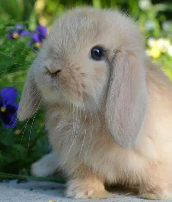 خرگوش لوپ باهمه وسایل و قفس|موش و خرگوش|اسلام‌شهر, باغ فیض|دیوار