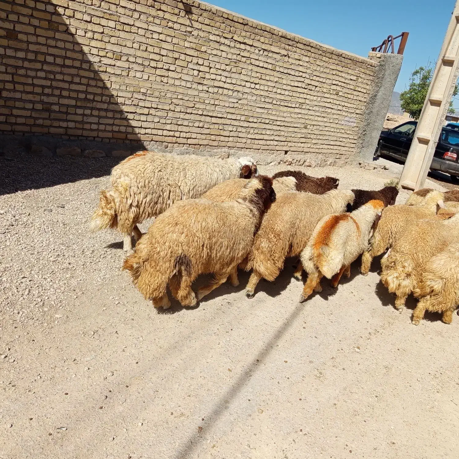 بره پرواری|حیوانات مزرعه|حمیل, |دیوار