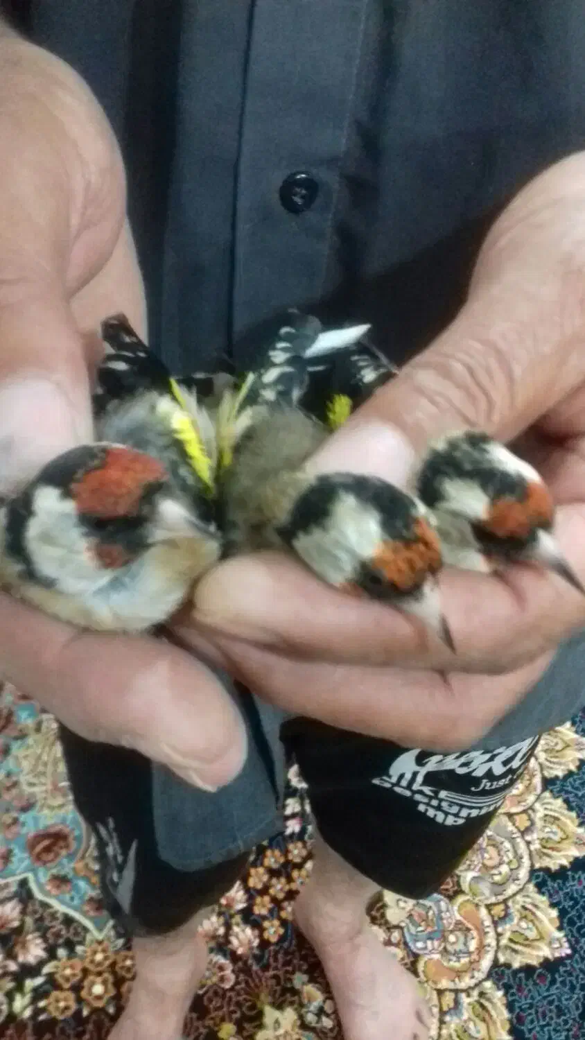 سهره ماده سه ماه در قفسه|پرنده|اردبیل, |دیوار