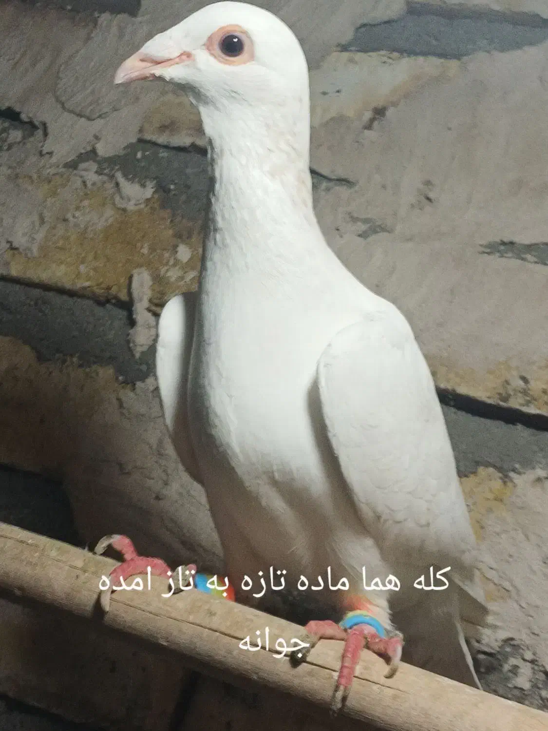 کله هما کفتر کبوتر|پرنده|تایباد, |دیوار