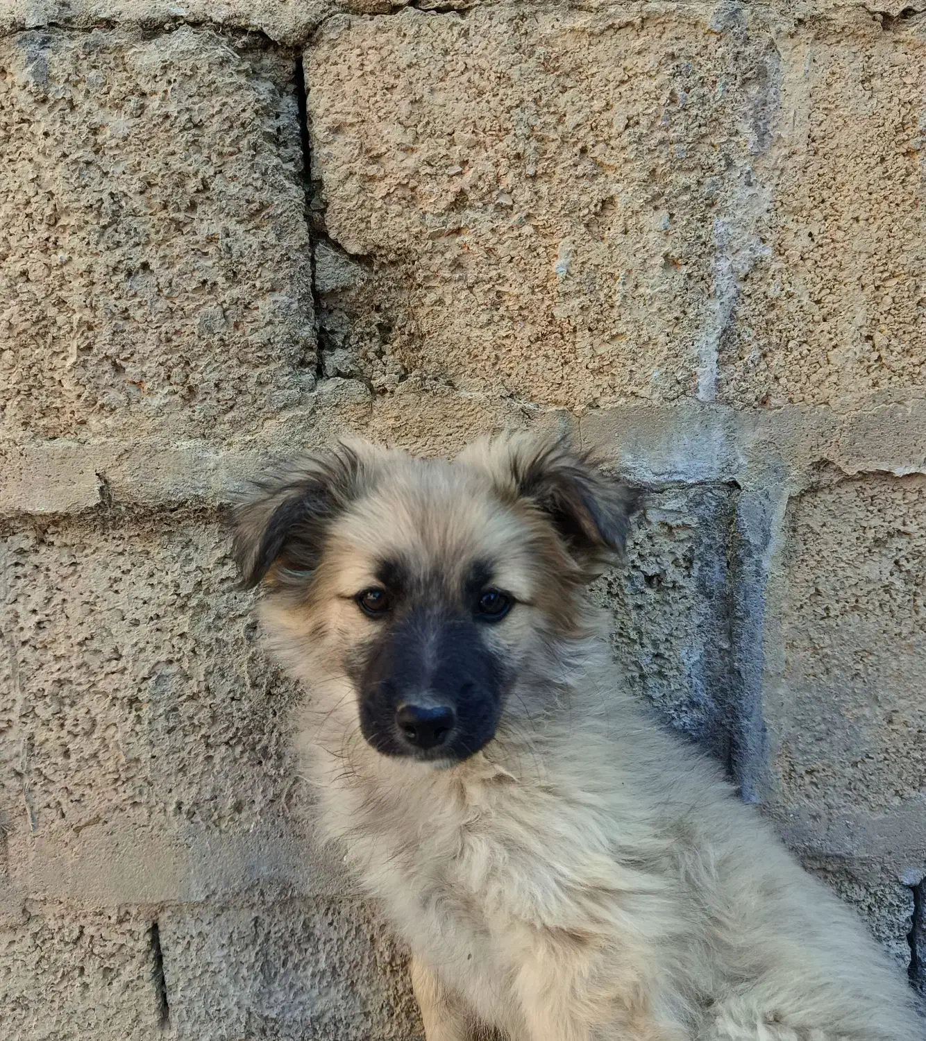 توله پامرین|سگ|مرودشت, ژیان|دیوار