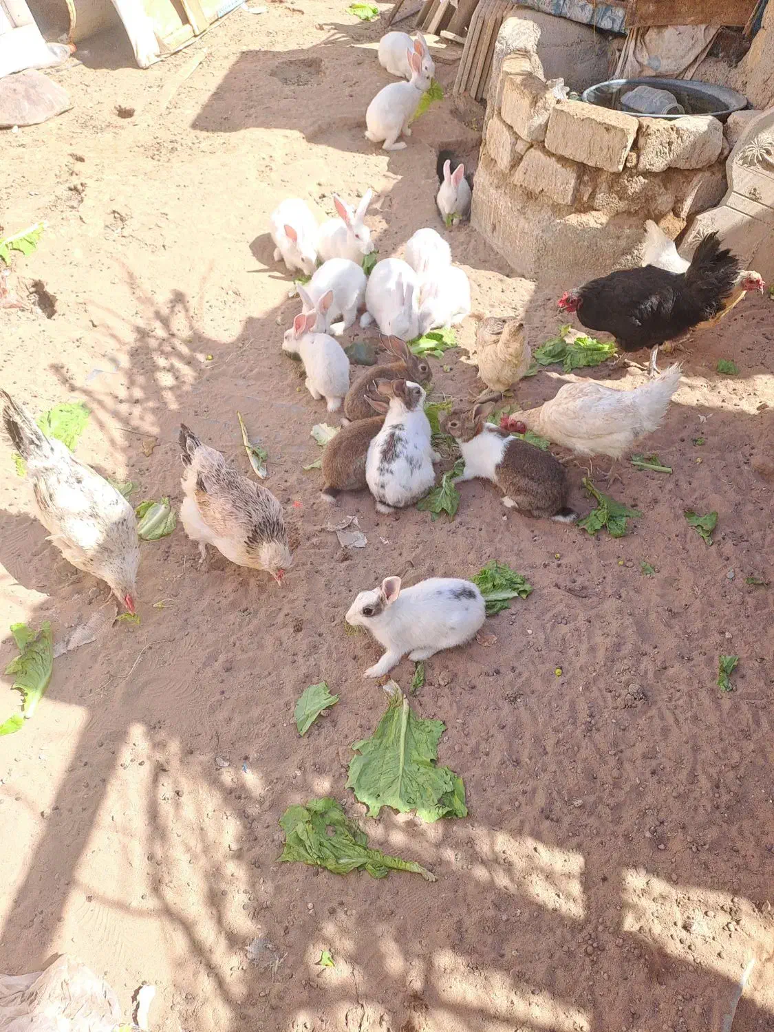 خرگوش|حیوانات مزرعه|کاشان, کارخانه سایپا کاشان|دیوار