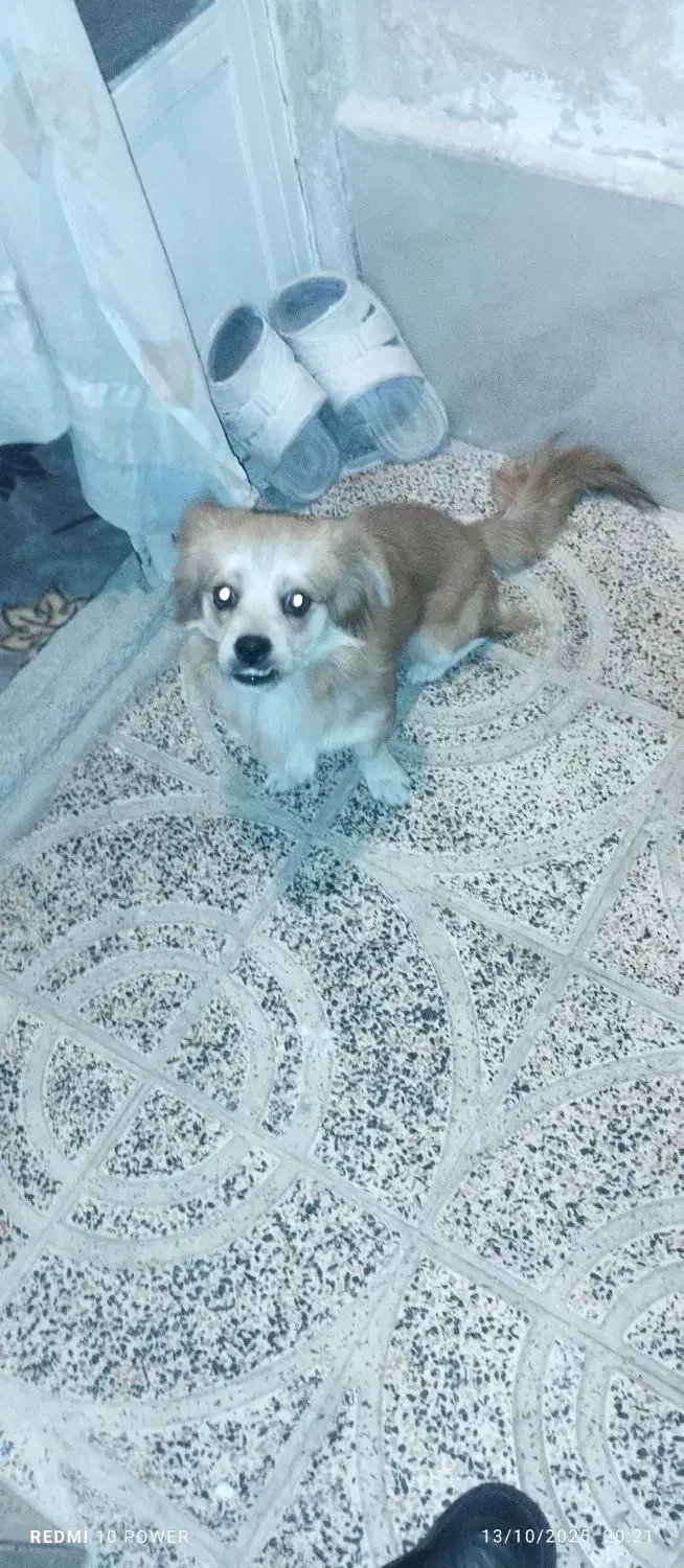 سگ شیپزو|سگ|گلستان (تهران), |دیوار