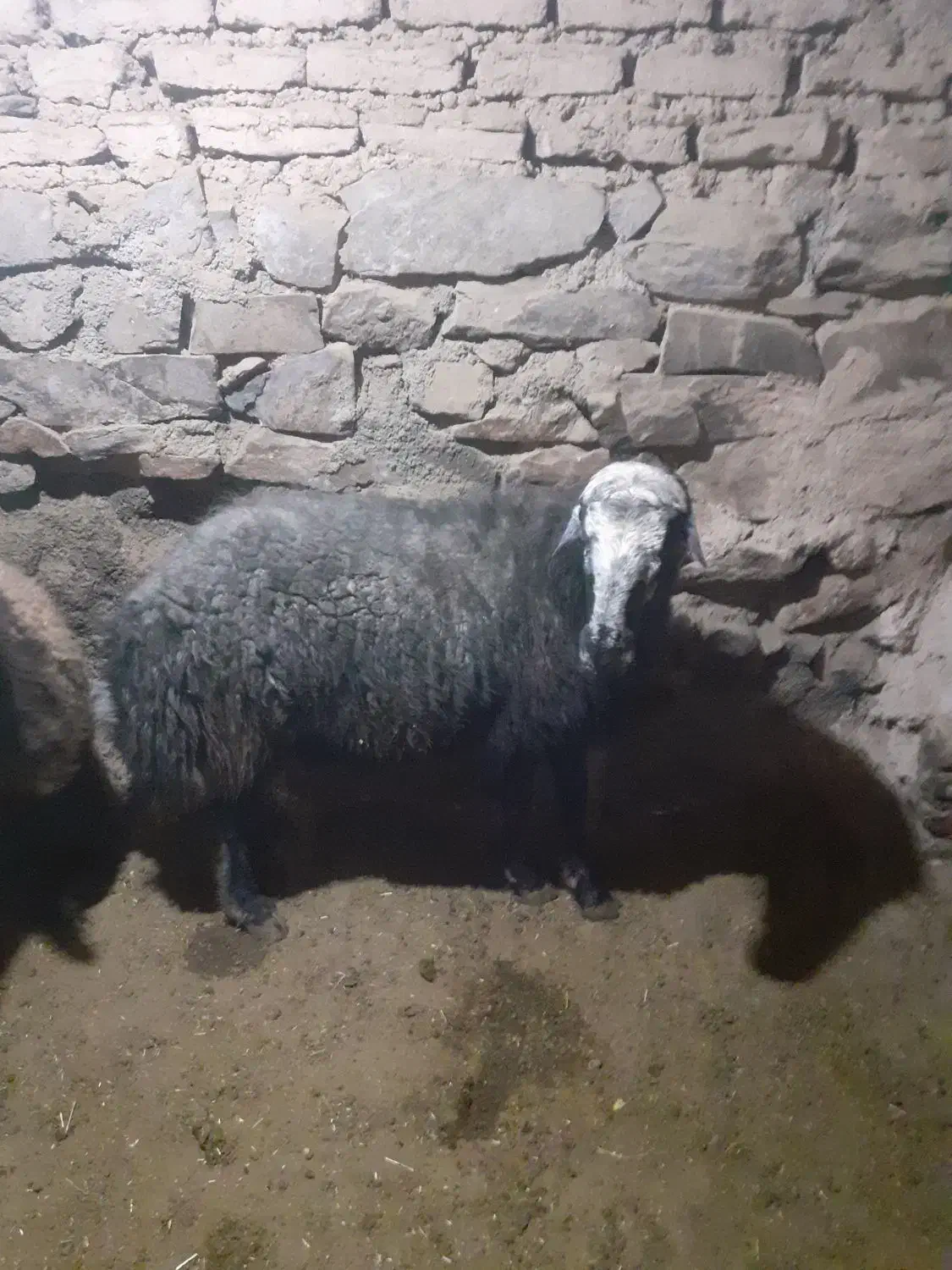 گوسفند نر|حیوانات مزرعه|جوکار, |دیوار