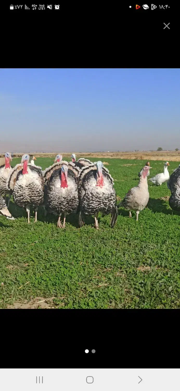مرغ خروس سلطان لهستانی|حیوانات مزرعه|سیرجان, |دیوار