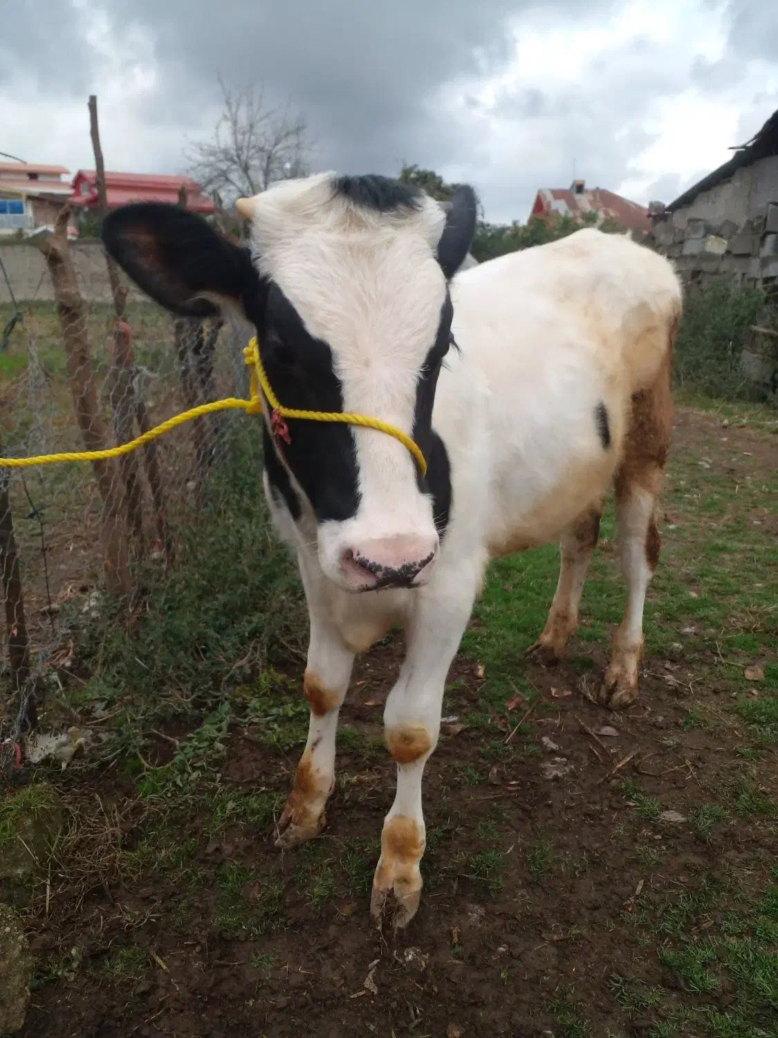 ۲عدد کل نر دورگ اصیل|حیوانات مزرعه|سنگر, |دیوار