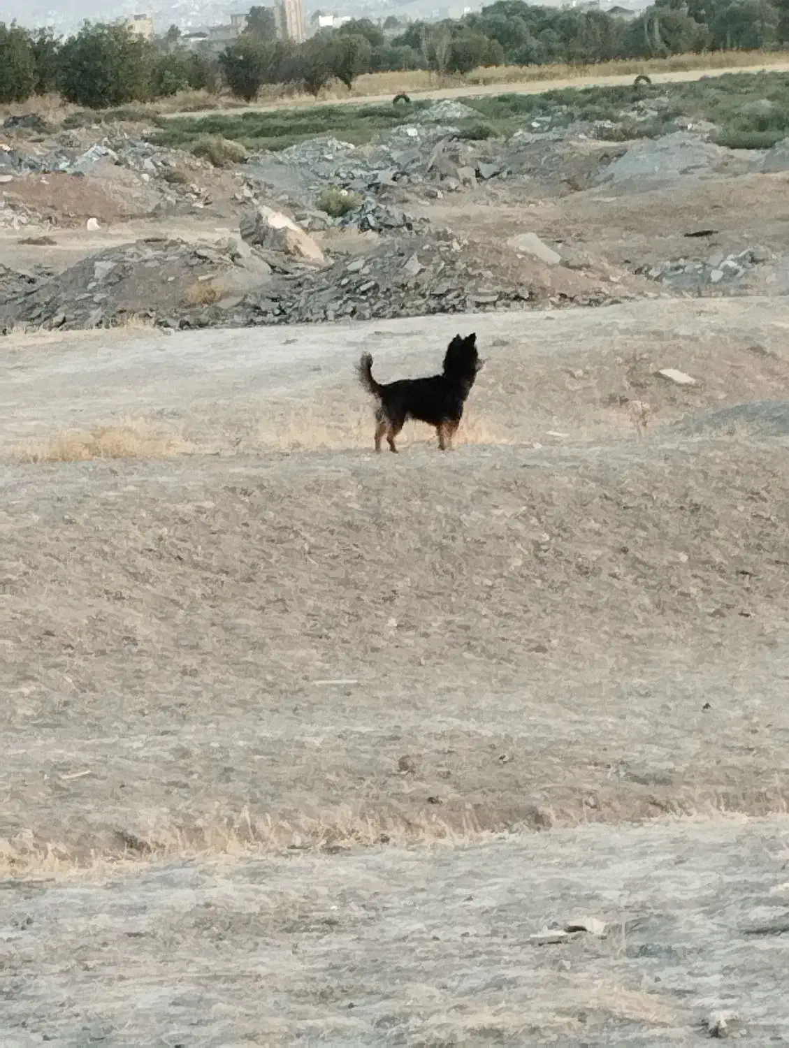 سگ پاکوتاه|سگ|کرمانشاه, |دیوار