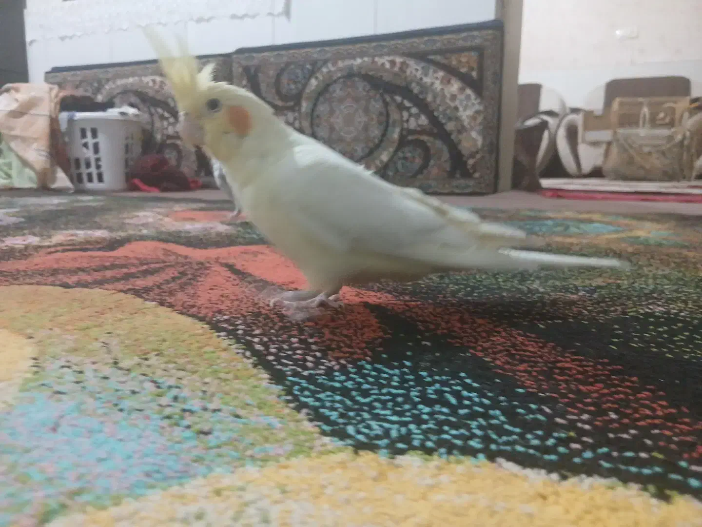 عروس هلندی جفت تخم گذار|پرنده|خمین, |دیوار