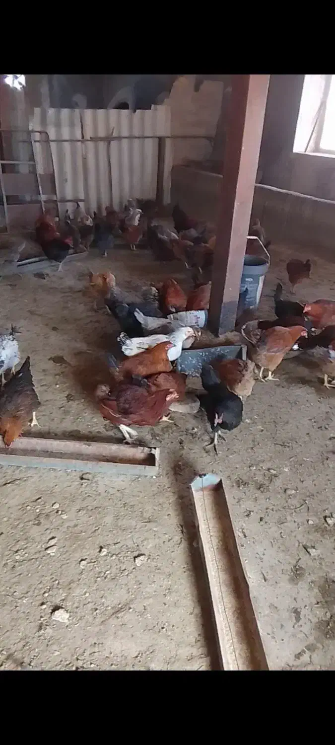 فروش مرغ تخمگذار و یک سگ ژرمن|حیوانات مزرعه|دلیجان, |دیوار