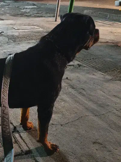 سگ روتوایلر نر 11ماهه|سگ|تهران, هاشمی|دیوار