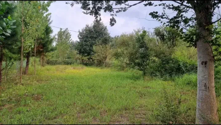 زمین مسکونی 700 متری شفت|فروش زمین و ملک کلنگی|رشت, لاکانی|دیوار