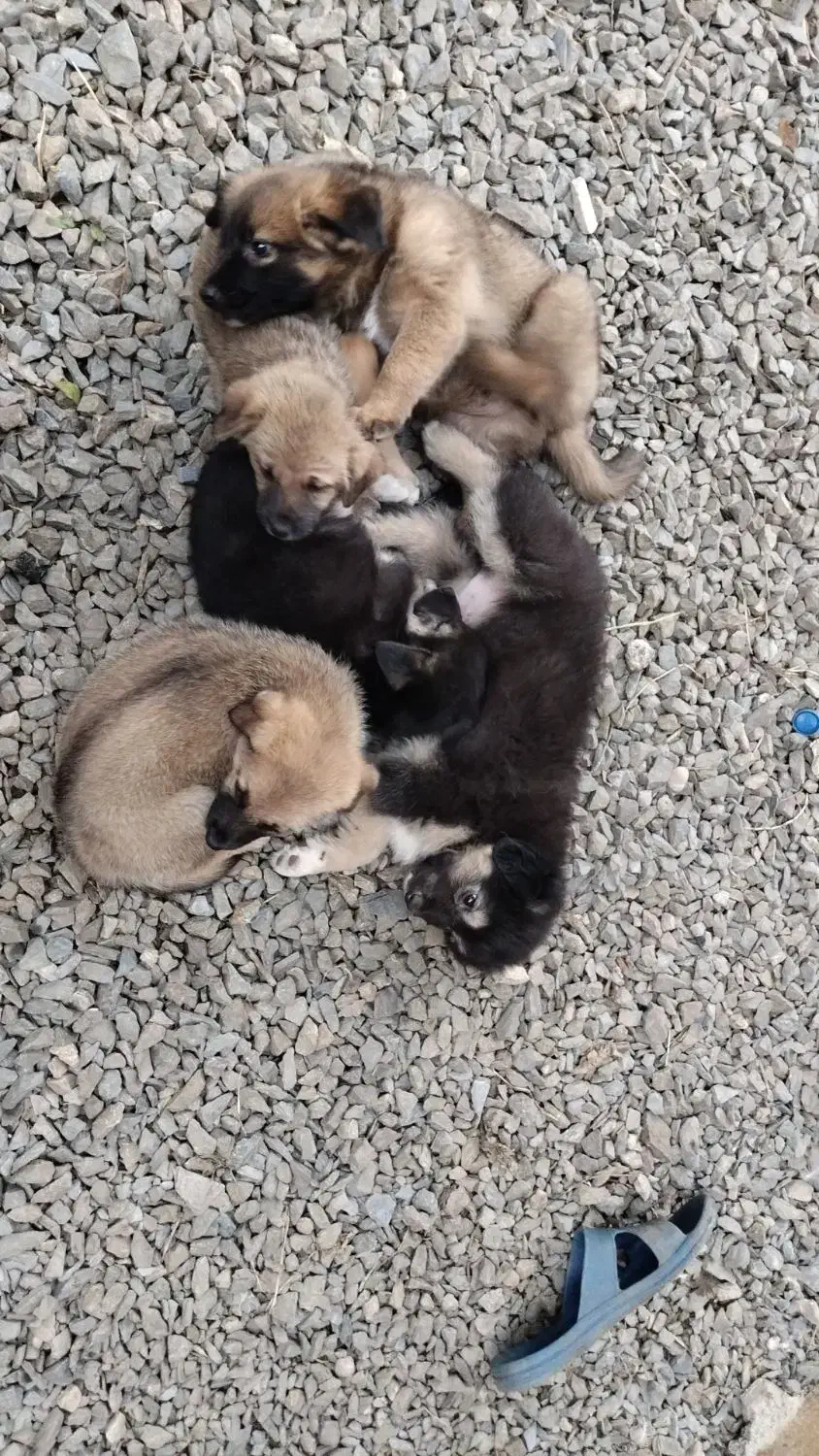 واگذاری ژرمن|سگ|چابکسر, |دیوار