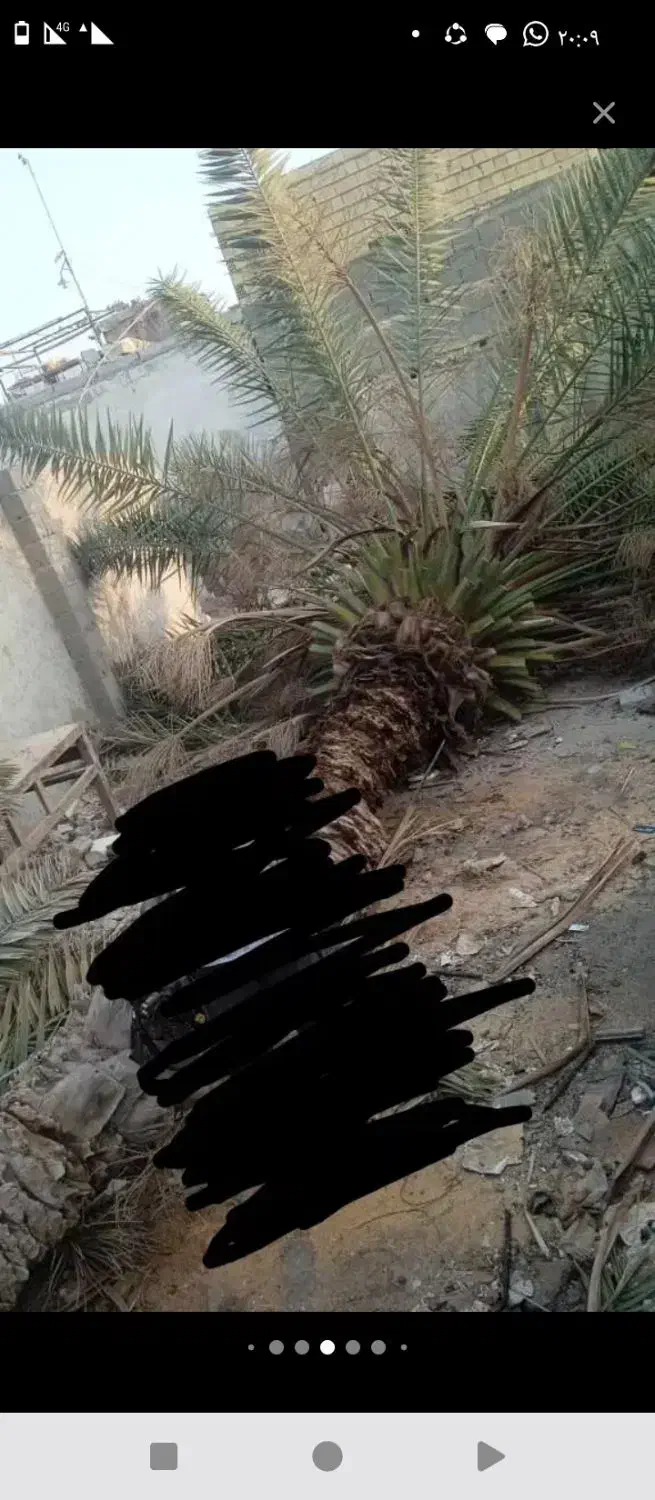 هرسنخلریگاندرمنزلو باغ|خدمات باغبانی و درختکاری|میناب, |دیوار