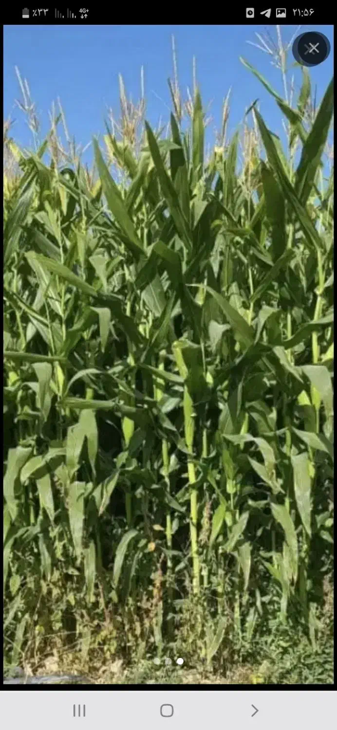 فروش ذرت علوفه ای|عمدهفروشی|بهمن صغاد, |دیوار