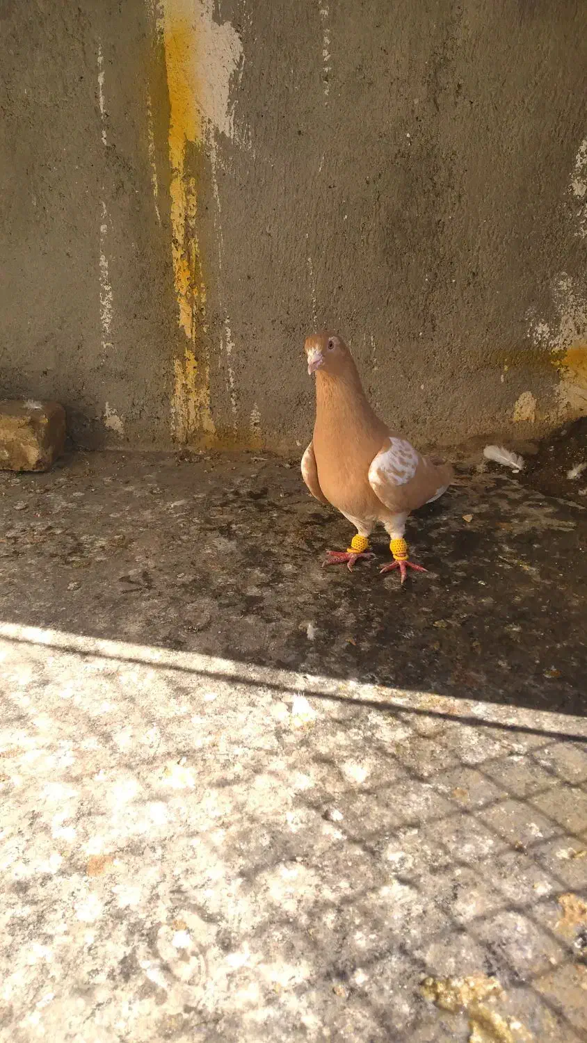 کبوتر|پرنده|دشتابی, |دیوار