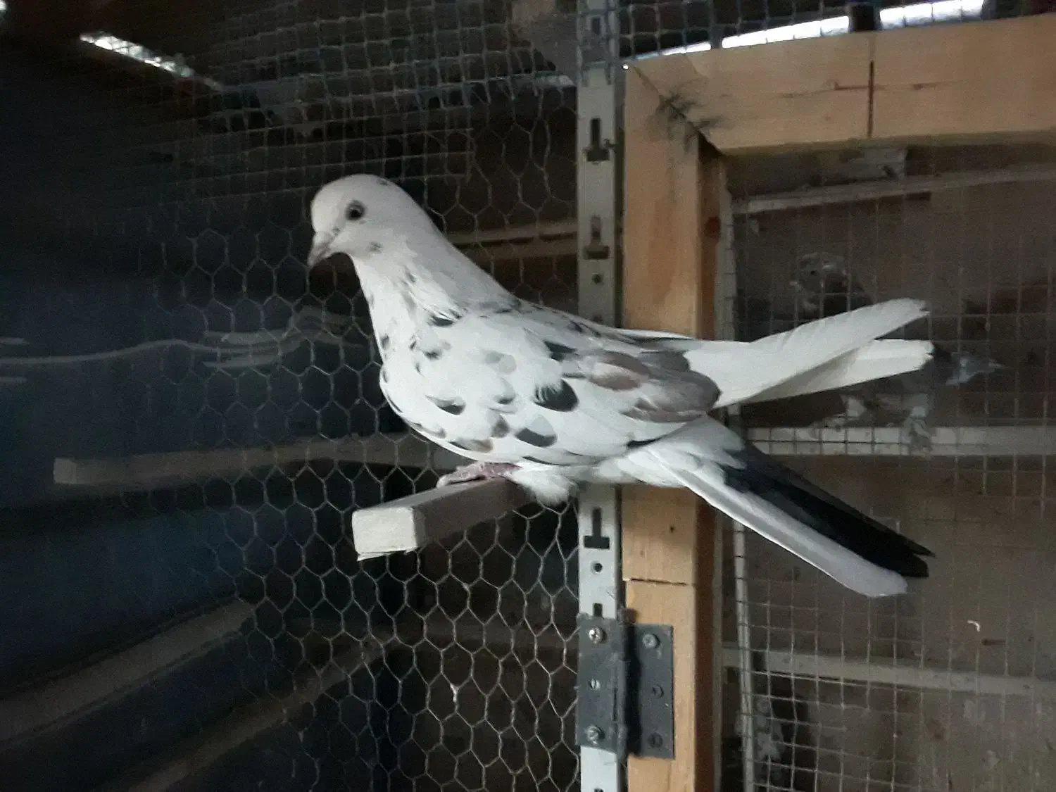 کفتر خال پیس|پرنده|تهران, کیانشهر|دیوار