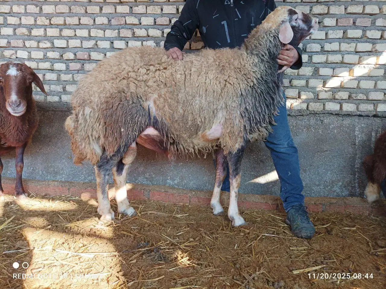 قوچ و بره قوچ|حیوانات مزرعه|بهشهر, |دیوار