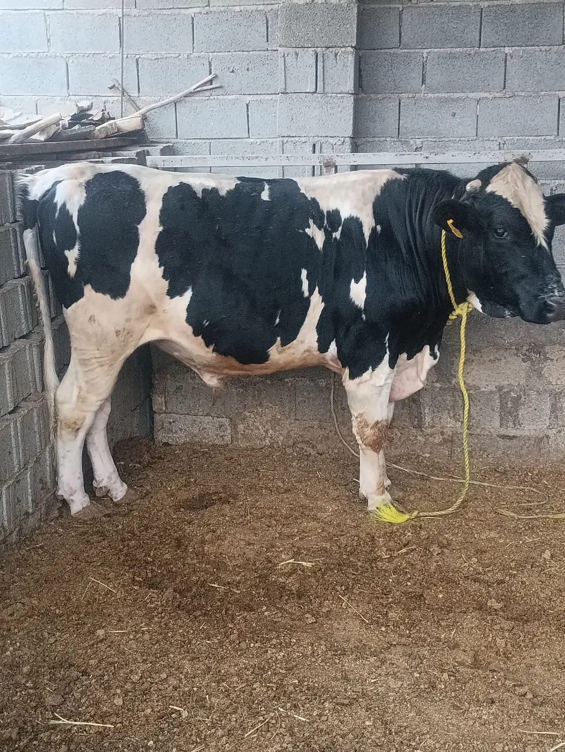 فروش فوری کیلو330 کارت کش|حیوانات مزرعه|بانش, |دیوار