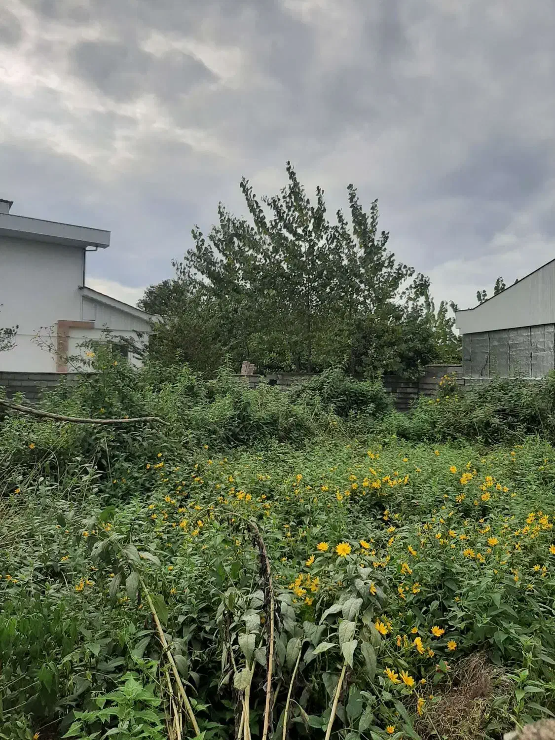 زمین مسکونی ۲۸۶متر ساحلی/ضلع جنوبی/ مجوز ساخت|فروش زمین و ملک کلنگی|خشکبیجار, |دیوار