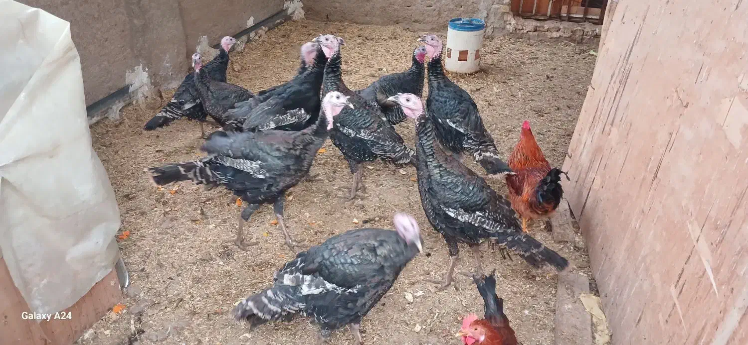 فروش بوقلمون سالم وسرحال|حیوانات مزرعه|شریفآباد, |دیوار