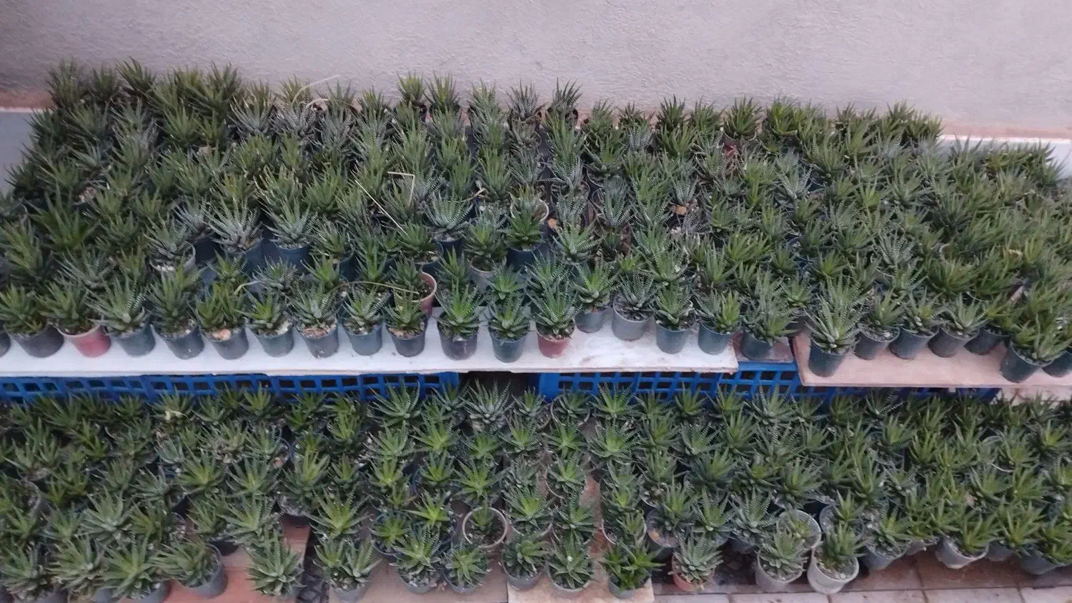 گل و گیاه طبیعی و کاکتوس|گل و گیاه طبیعی|قم, هفت تیر|دیوار