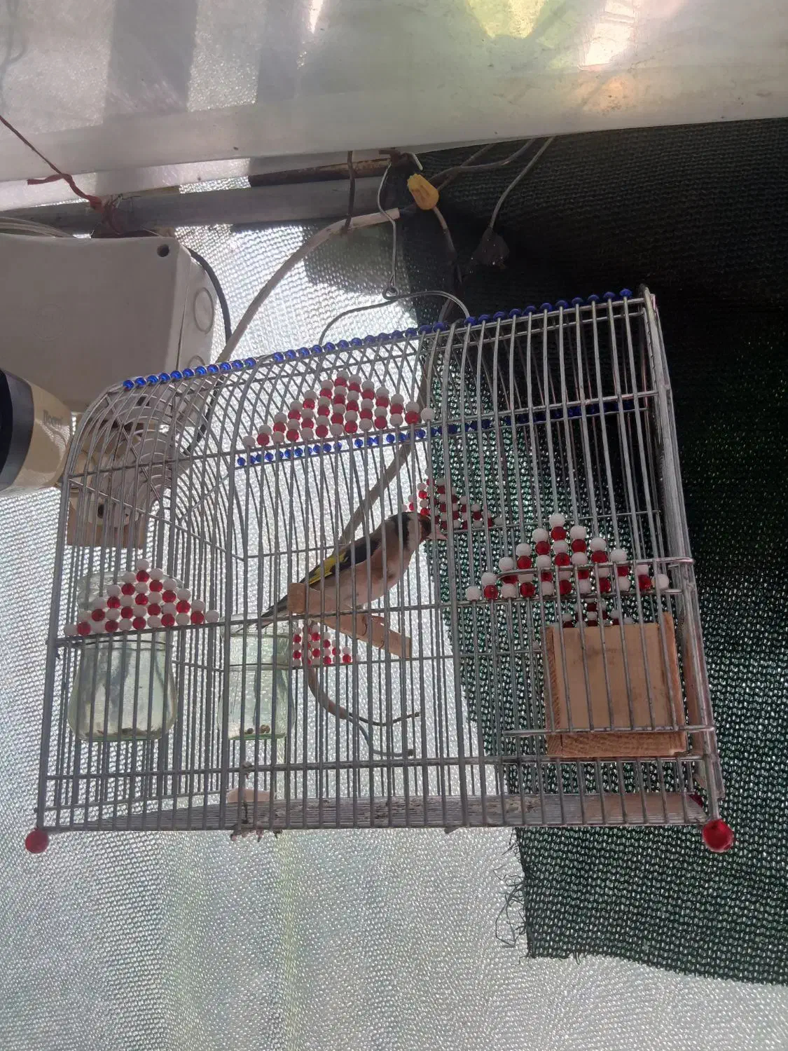 سهره|پرنده|شیراز, باغ تخت|دیوار