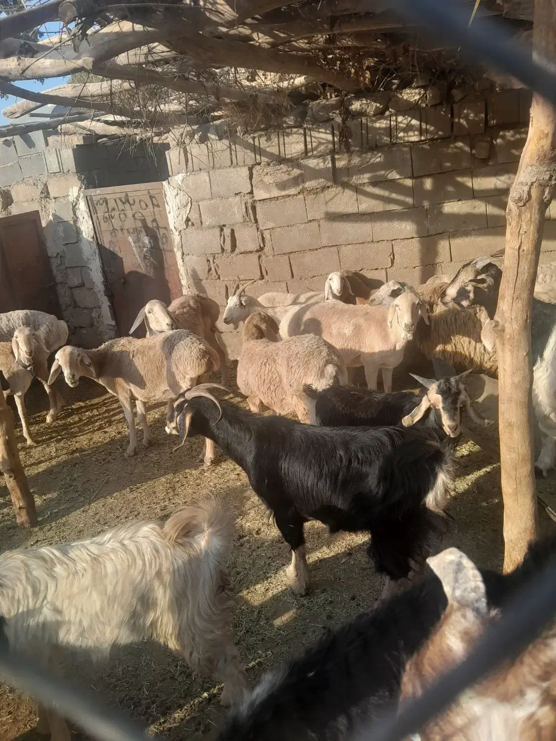 فروش ۱۲ راس میش چینی معاوضه با بز|حیوانات مزرعه|سیسخت, |دیوار