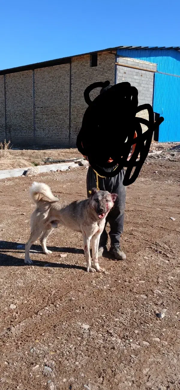 سگ سرابی|سگ|دوتپه, |دیوار