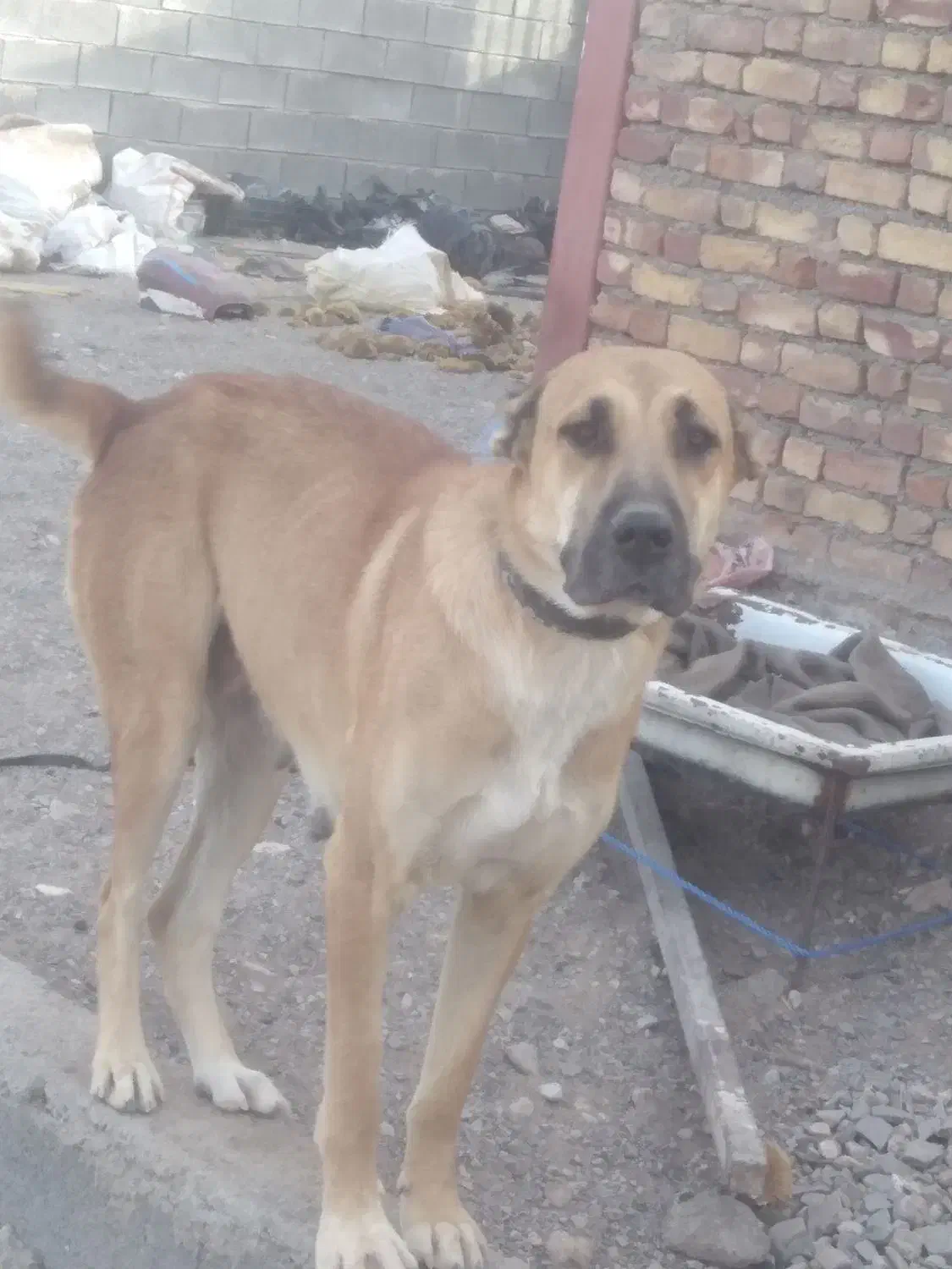 گمشده|حیوانات|شوسف, |دیوار